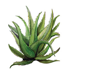 aloe vera hand drawn watercolor painting  isolated picture 