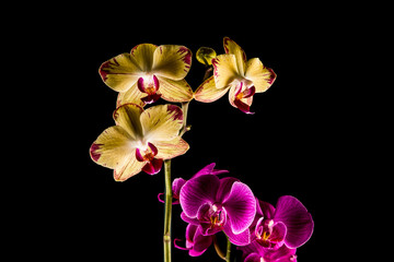 Orchideen mit schwarzem Hintergrund