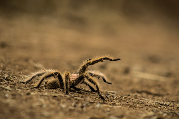 Pequeño Caminante