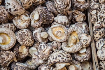 Grocery bin of shiitake mushrooms