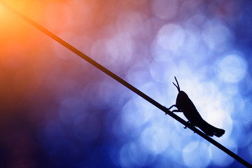 Little musician on a nice background