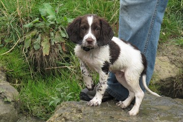 young liver and white working type english springer spaniel pet