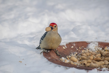 Woodpecker Eating Peanut