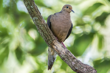 Dove On A Branch