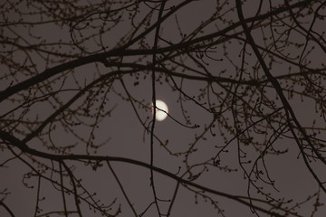 Grey Moon