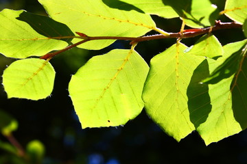 Jeunes feuilles de hêtre au printemps