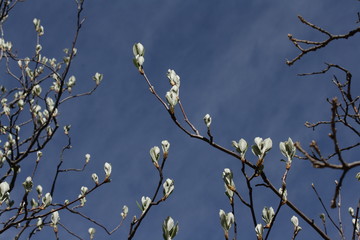 Débourrement de feuilles d'alisier blanc au printemps