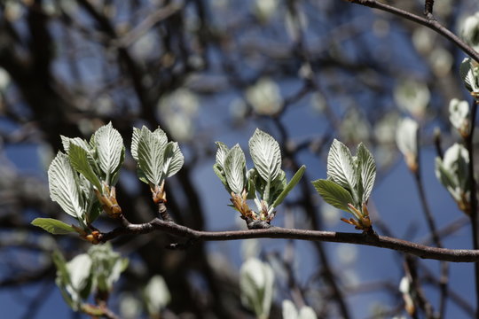 D&eacute;bourrement de feuilles d'alisier blanc au printemps