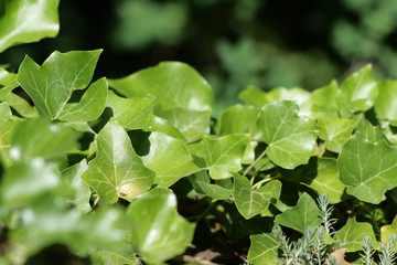 Feuilles de lierre