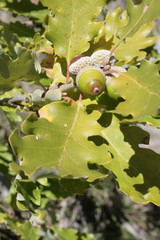 Feuilles et glands de chêne pubescent au printemps