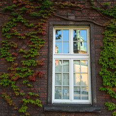 Leaves on old brick wall and window.
