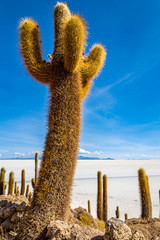 Isla Incahuasi (Cactus island) in Uyuni Bolivia
