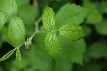 Feuilles de framboisier