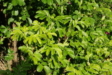 Feuilles d'églantier