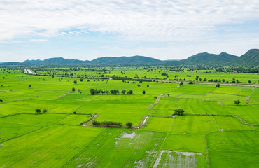 Arial view of green rice view in countryside under blue sky and