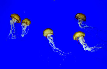  Orange jellyfish (Chrysaora fuscescens)
