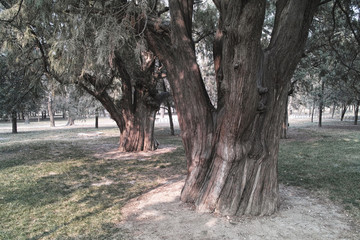 The ancient trees in Temple of Heaven, Beijing