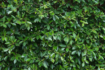 Fototapeta na wymiar Green plant leaves foliage texture background.