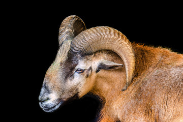 mouflon ram portrait on black background