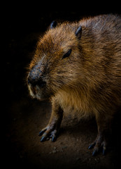 Portrait of Nutria on black