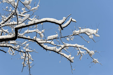 Snow flower on the trees against blue sky