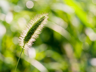 Wild grass under the sunshine
