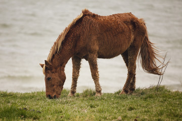 Assateague Island Wild Pony in Maryland