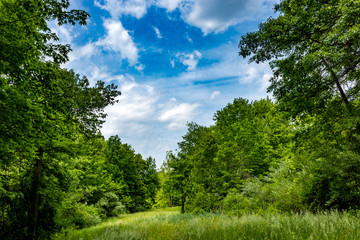 Woods