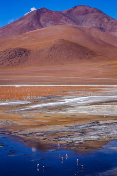Laguna Colorada (Red Lagoon) is a lake in Bolivia