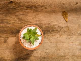 Succulent or Cactus in pot, wooden background, top view