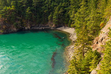Small cove and beach with floating kelp at Deception Pass, Washington