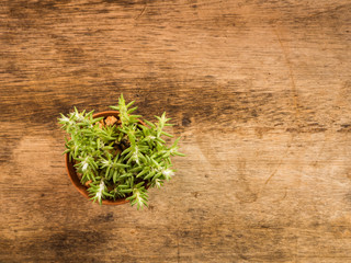 Fototapeta na wymiar Succulent or Cactus in pot, wooden background, top view