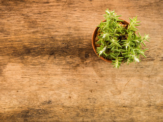 Fototapeta na wymiar Succulent or Cactus in pot, wooden background, top view