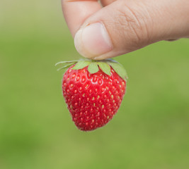 hand holding strawberry with green nature background