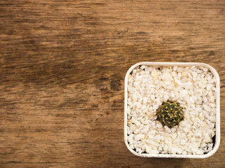 Succulent or Cactus in pot, wooden background, top view