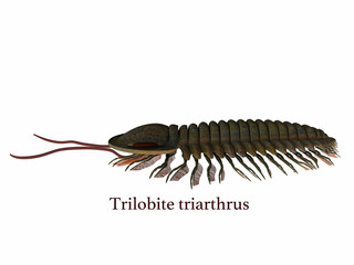 Trilobite triarthrus with Font - Trilobite triarthrus is a Burgess shale animal that lived in the Cambrian seas of Canada, North America, China and Scandinavia.