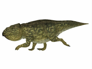 Udanoceratops Dinosaur Side Profile - Udanoceratops was a Ceratopsian herbivorous dinosaur that lived in Mongolia in the Cretaceous Period.