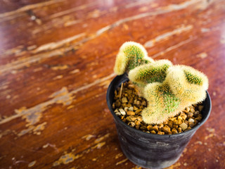 Succulent or Cactus in pot on wooden table