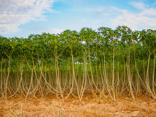 preparing for Cassava (manioc, tapioca or yuca) field planting