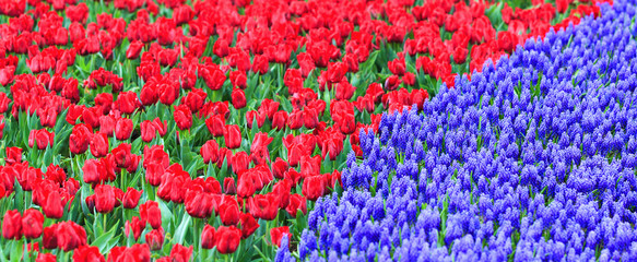 Fototapeta na wymiar Field of Red tulips with green stems and Blue hyacinth. Close-up background.