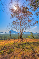 Fototapeta premium light through the trees on hilltop