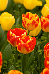 BEIJING, CHINA - April 24 2012: Tulips  blossom  in Zhongshan Park.