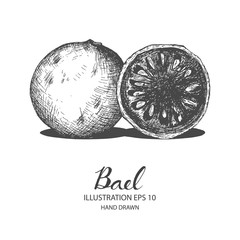 Bael hand drawn illustration by ink and pen sketch. Isolated vector design for fruit and vegetable products and health care goods.