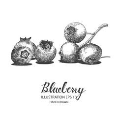 Blueberry hand drawn illustration by ink and pen sketch. Isolated vector design for fruit and vegetable products and health care goods.