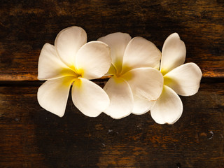 Fototapeta na wymiar Plumeria flower on wooden background