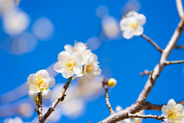 Japanease White Plum,in Showa Kinen Park,Tokyo,Japan