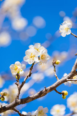 Japanease White Plum,in Showa Kinen Park,Tokyo,Japan