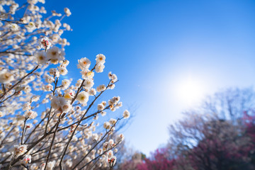 Japanease White Plum,in Showa Kinen Park,Tokyo,Japan