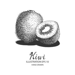 Kiwi hand drawn illustration by ink and pen sketch. Isolated vector design for fruit and vegetable products and health care goods.