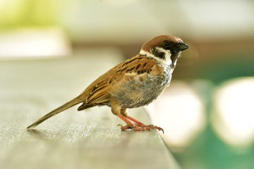 Eurasian Tree Sparrow bird sitting on table wood